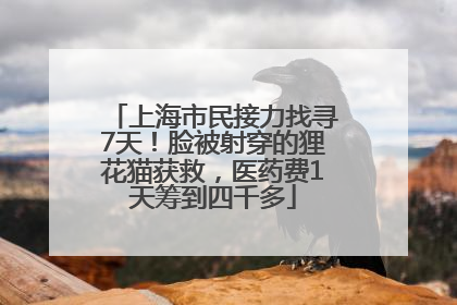 上海市民接力找寻7天!脸被射穿的狸花猫获救,医药费1天筹到四千多