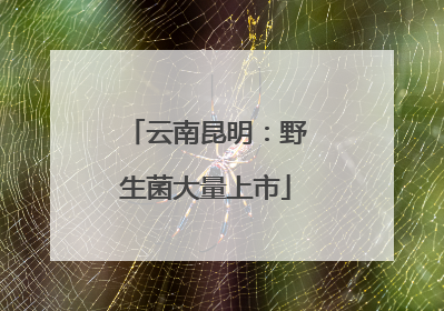 云南昆明：野生菌大量上市