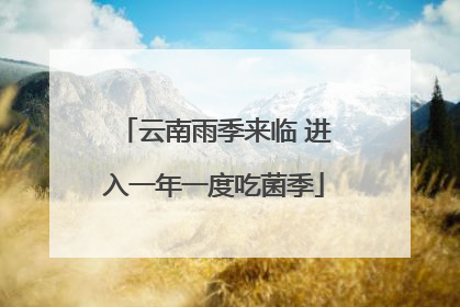 云南雨季来临 进入一年一度吃菌季
