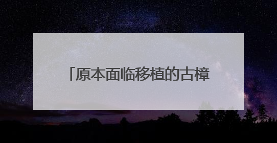 原本面临移植的古樟群，成了城市新地标