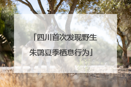 四川首次发现野生朱鹮夏季栖息行为