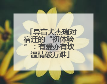 导盲犬杰瑞对宿迁的“初体验”：有爱亦有坎 温情破万难
