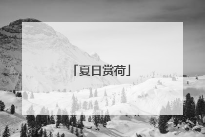 夏日赏荷