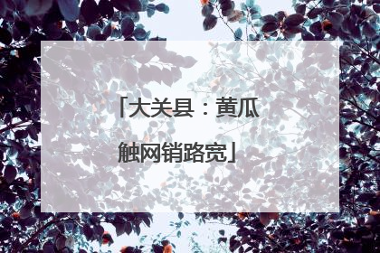 大关县：黄瓜触网销路宽