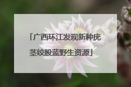 广西环江发现新种疣茎绞股蓝野生资源