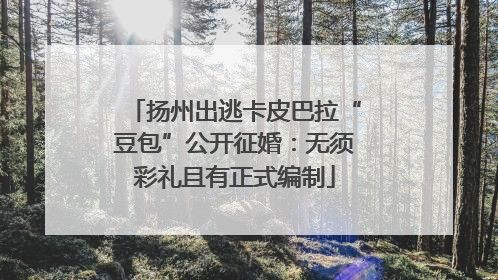 扬州出逃卡皮巴拉“豆包”公开征婚：无须彩礼且有正式编制