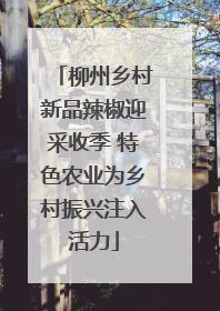 柳州乡村新品辣椒迎采收季 特色农业为乡村振兴注入活力