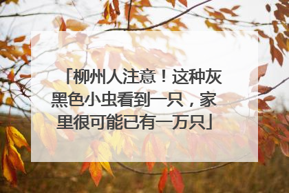 柳州人注意！这种灰黑色小虫看到一只，家里很可能已有一万只