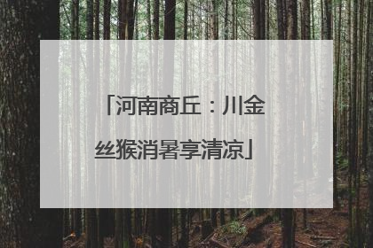 河南商丘：川金丝猴消暑享清凉
