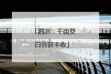 泗洪：千亩茭白喜获丰收
