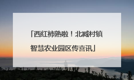 西红柿熟啦！北臧村镇智慧农业园区传喜讯