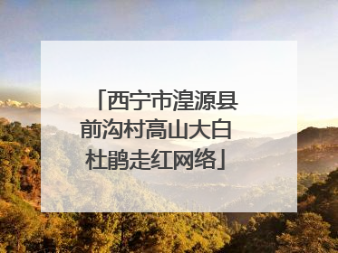 西宁市湟源县前沟村高山大白杜鹃走红网络