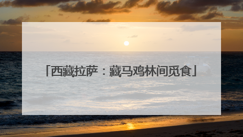 西藏拉萨：藏马鸡林间觅食