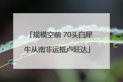 规模空前 70头白犀牛从南非运抵卢旺达