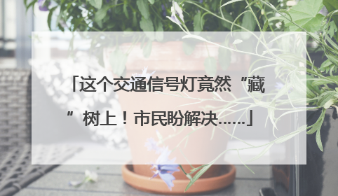 这个交通信号灯竟然“藏”树上！市民盼解决……