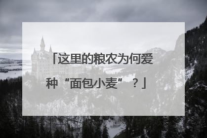 这里的粮农为何爱种“面包小麦”？