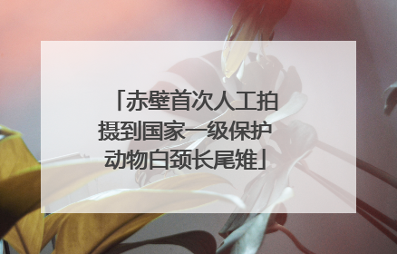 赤壁首次人工拍摄到国家一级保护动物白颈长尾雉