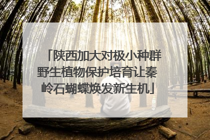 陕西加大对极小种群野生植物保护培育让秦岭石蝴蝶焕发新生机