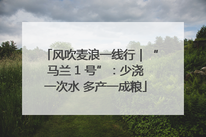 风吹麦浪一线行｜“马兰 1 号”：少浇一次水 多产一成粮