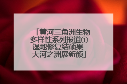 黄河三角洲生物多样性系列报道①湿地修复结硕果 大河之洲展新颜