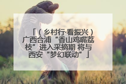 （乡村行·看振兴）广西合浦“香山鸡嘴荔枝”进入采摘期 将与西安“梦幻联动”