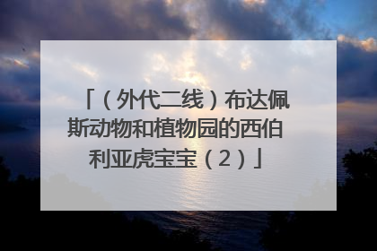 （外代二线）布达佩斯动物和植物园的西伯利亚虎宝宝（2）