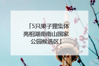 5只果子狸集体亮相湖南南山国家公园候选区